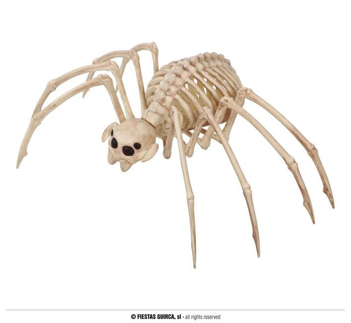 Tarantel skelet 35 cm
