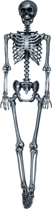 Sølv Skelet - 160 cm