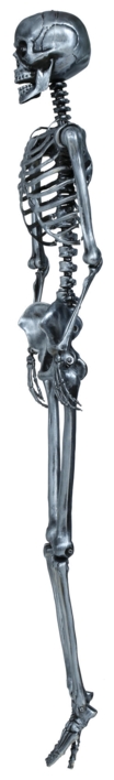 Sølv Skelet - 160 cm