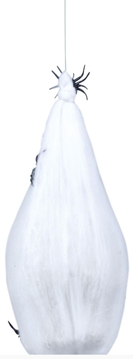 Edderkoppespind puppe med kranie